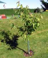 Baum 2010